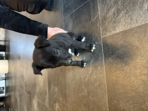 Pui Amstaff - imagine 3