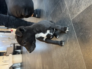 Pui Amstaff - imagine 2