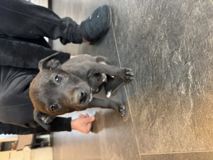 Pui Amstaff - imagine 4