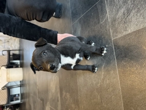 Pui Amstaff - imagine 5