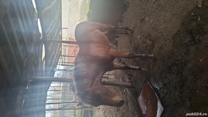 de vanzare armasar - imagine 4