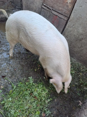 Carcasa de porc: jumate! Maine,20.12 - imagine 3