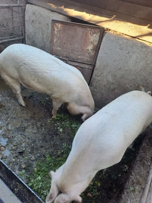 Carcasa de porc: jumate! Maine,20.12 - imagine 2