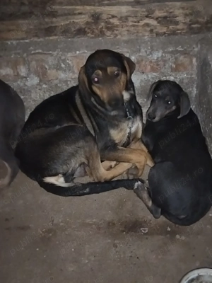 Vând femela cu 3 pui de vânătoare  - imagine 2