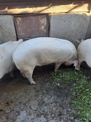 Porci grasi de vanzare!