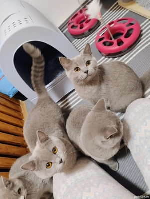 Motan British shorthair blue  - imagine 2