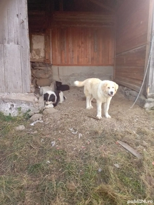 ciobănești învațați la oi 