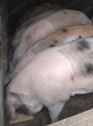 Porci crescuţi in gospodarie de vanzare - imagine 4