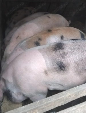 Porci crescuţi in gospodarie de vanzare