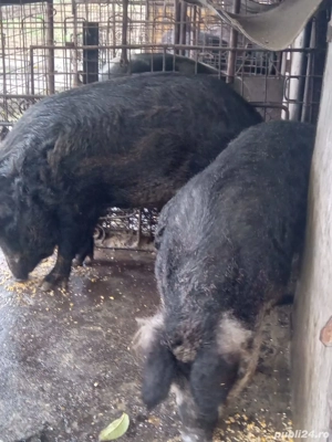 porci mangalita cu mistreț 