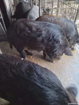porci mangalita cu mistreț  - imagine 3