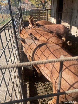 vand porci - imagine 3