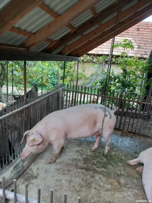 vând porc aproximativ 200 kg. - imagine 2
