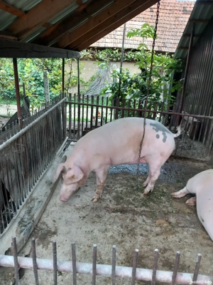 vând porc aproximativ 200 kg. - imagine 3