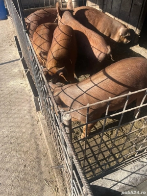 vand porci - imagine 2