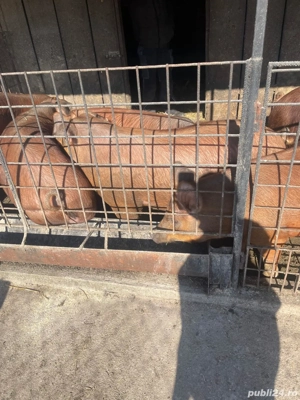 vand porci - imagine 4