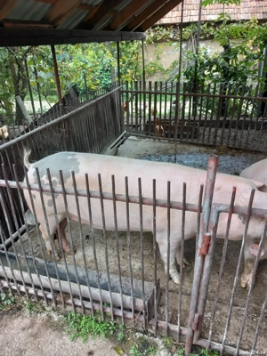 vând porc aproximativ 200 kg. - imagine 5