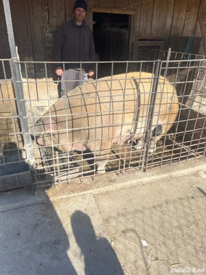 vand porci - imagine 5