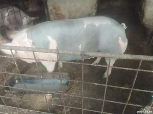 porc de vînzare 