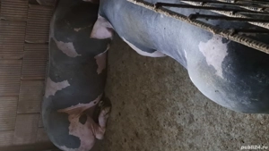 Disponibil porc de carne pentru sacrificat - imagine 3