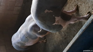 Disponibil porc de carne pentru sacrificat