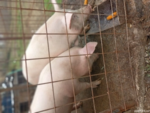 vand porci  - imagine 2