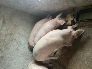 Porci pentru Crăciun  - imagine 3