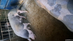 Disponibil porc de carne pentru sacrificat - imagine 2