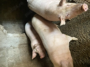 Porci pentru Crăciun  - imagine 4