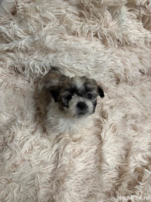 Căutăm familii iubitoare pentru cățeluși - imagine 4