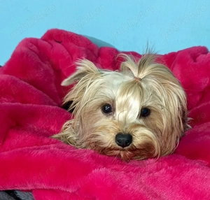 Yorkshire terrier pedigree baiat 