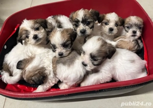 Căutăm familii iubitoare pentru cățeluși