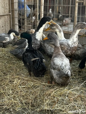 Vând rățoi polari