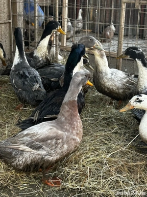 Vând rățoi polari - imagine 2