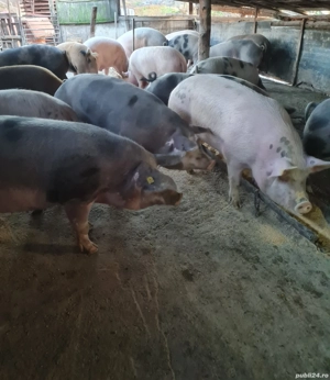 Vând Porcii  - imagine 2