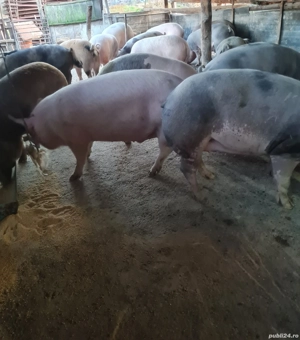 Vând Porcii  - imagine 5