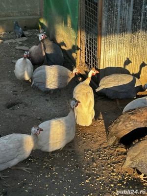 Vând bibilici colorate - imagine 3