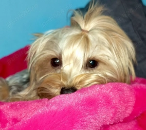Yorkshire terrier pedigree baiat  - imagine 4