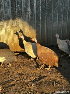 Vând bibilici colorate - imagine 5