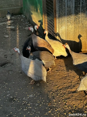 Vând bibilici colorate - imagine 2