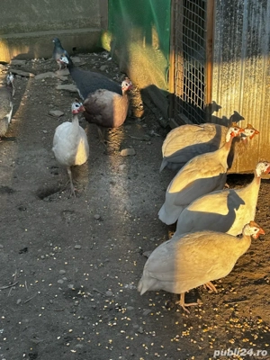 Vând bibilici colorate - imagine 4