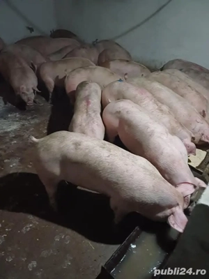 porci purcei diferite mărimi  - imagine 2