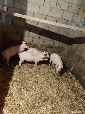 Vând purcei - imagine 4