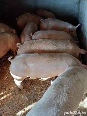 porci purcei diferite mărimi  - imagine 3