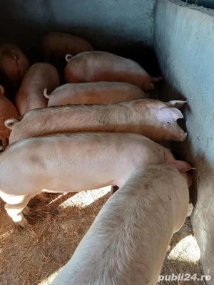 porci purcei diferite mărimi  - imagine 5