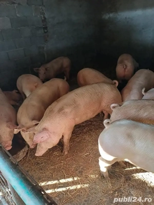 porci purcei diferite mărimi  - imagine 4