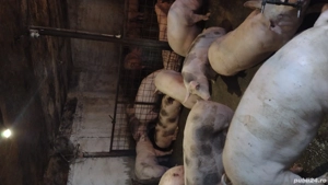 Vand Porci pentru Crăciun 