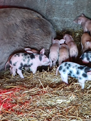 vând scrofa cu 11 purcei  - imagine 2