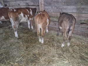 Vand 3 vitele baltate frumoase - imagine 3