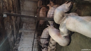 Vand Porci pentru Crăciun  - imagine 3